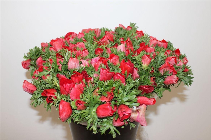 <h4>Anem Marianne Red</h4>