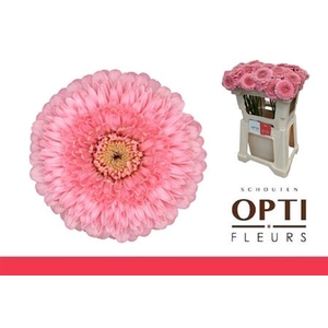 Ge Mb Pomponi Piggy