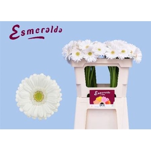 Gerbera mini Opus