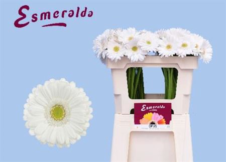 <h4>Gerbera mini Opus</h4>