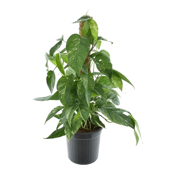 <h4>Epipremnum Pinnatum Variegata Mosstok</h4>