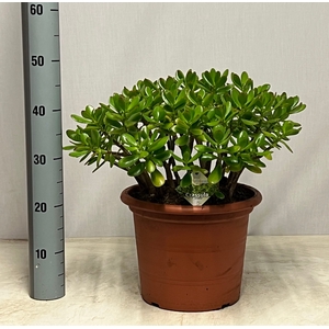 CRASS OVATA