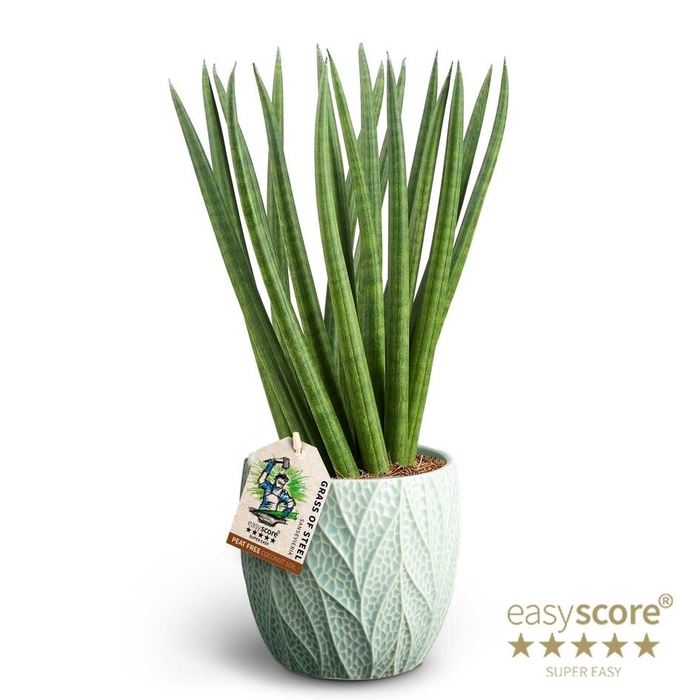 <h4>SANSEVIERIA CYLINDRICA P12 LEAF OCEAN SPAGH</h4>