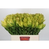 Leucadendron Goldstrike