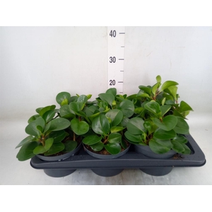 Peperomia obt. 'Green Gold'