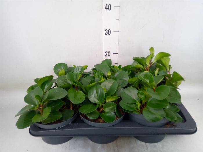 <h4>Peperomia obt. 'Green Gold'</h4>
