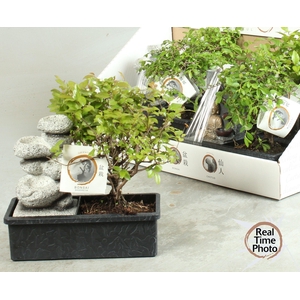 BONSAI GEM