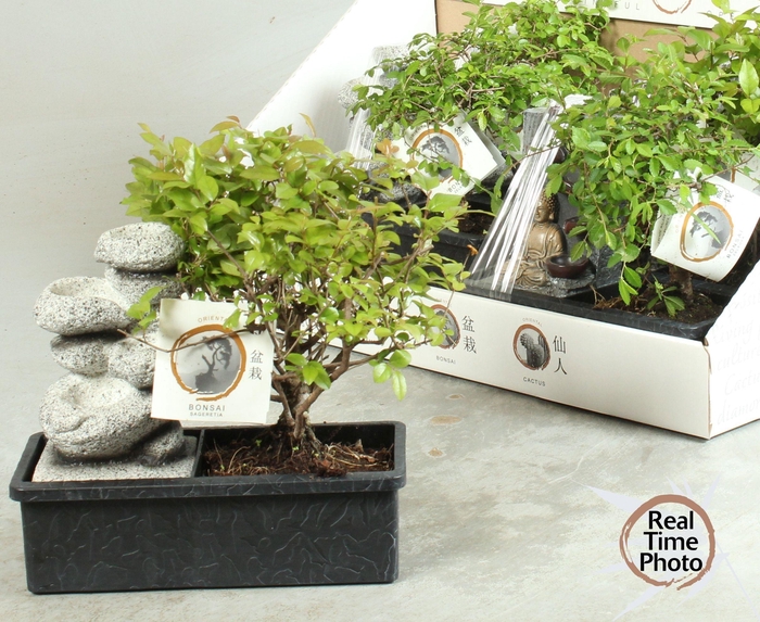 BONSAI GEM