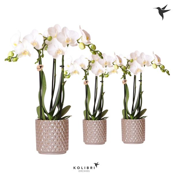 <h4>Kolibri Orchids Phalaenopsis white 3 spike in Diamond Pearl sand</h4>