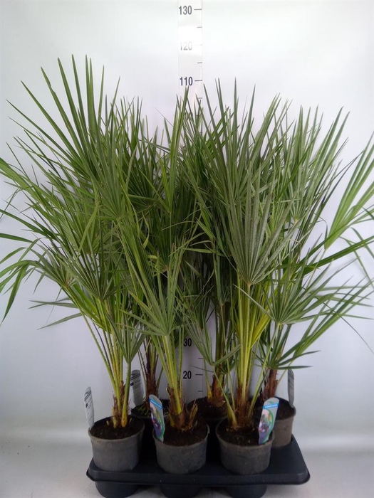 <h4>Chamaerops humilis</h4>