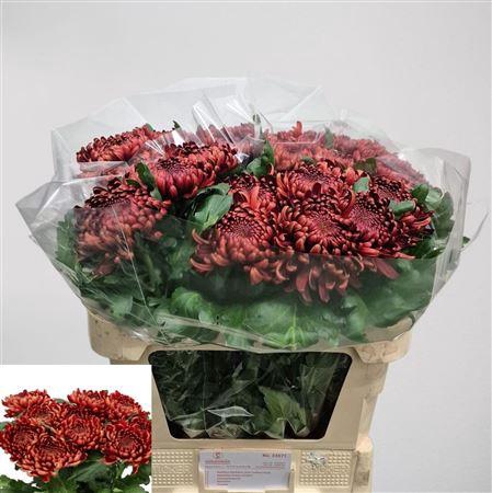 <h4>CHR G ANKARA RED</h4>