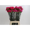 Dianthus St Bizet