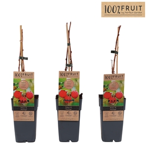 Rubus idaeus Heritage P15