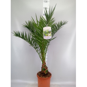 Phoenix canariensis