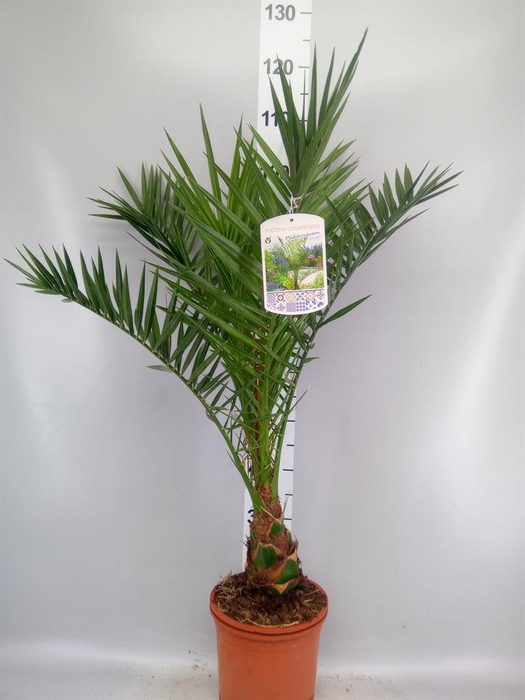 <h4>Phoenix canariensis</h4>
