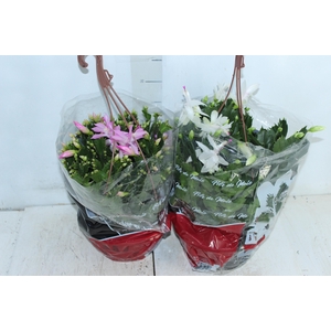 FLOR DE MAIO C21