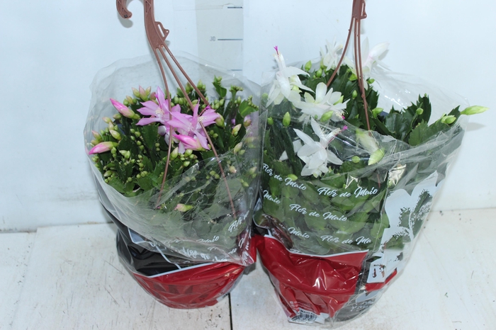<h4>FLOR DE MAIO C21</h4>