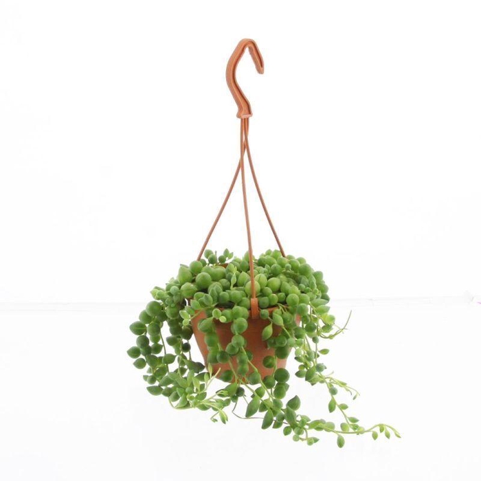 <h4>Senecio Rowleyanus</h4>