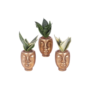 Sansevieria trif. Mix pot ø06cm Ceramic Face Pot Gold Ø09cm