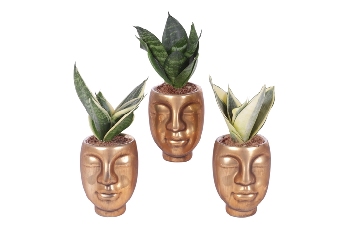 <h4>Sansevieria trif. Mix pot ø06cm Ceramic Face Pot Gold Ø09cm</h4>