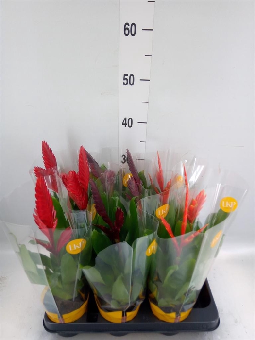 <h4>Vriesea   ...mix</h4>