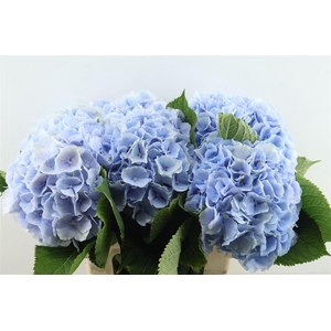 Hydr M Verena Blue 65-22