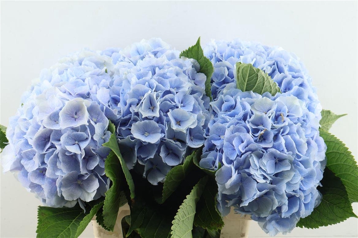 <h4>Hydr M Verena Blue 65-22</h4>