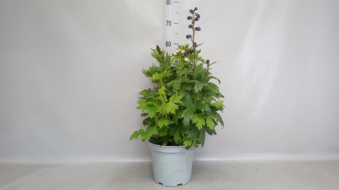 <h4>Delphinium   ...</h4>