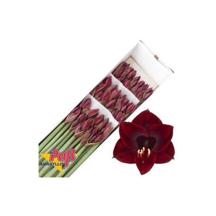 <h4>Hipp Co Lilliput</h4>