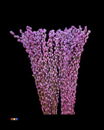 Salix Pussy Willow Expression