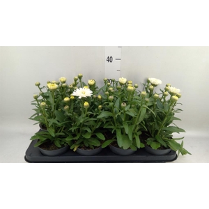 Leucanthemum maximum