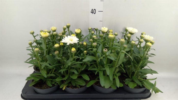 <h4>Leucanthemum maximum</h4>