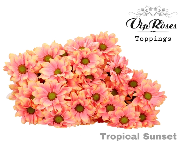 <h4>Chr T Tropical Sunset X40</h4>