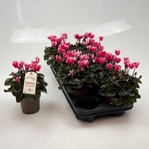 CYCL MD GARDEN