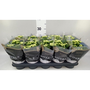 Kalanchoe blos. 'RosDon Dione'