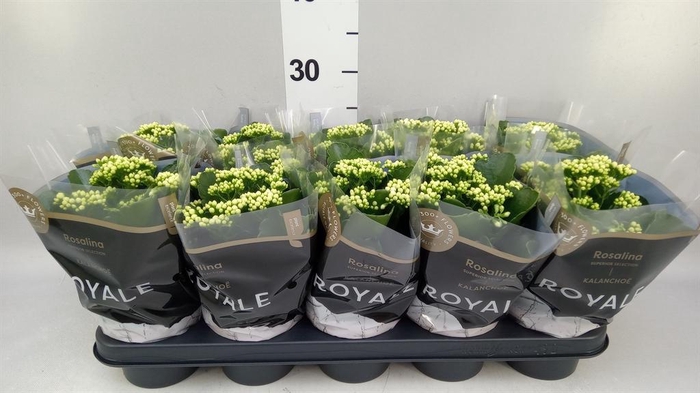 <h4>Kalanchoe blos. 'RosDon Dione'</h4>