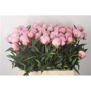 Paeo L Sarah Bernhard Pink X50
