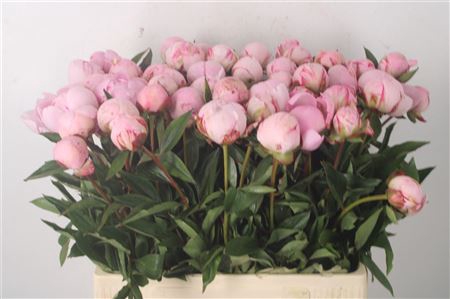 <h4>Paeo L Sarah Bernhard Pink X50</h4>