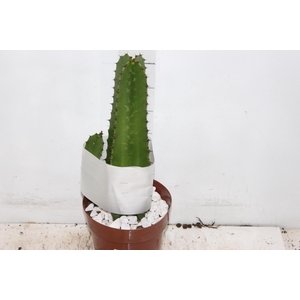 CACTUS EUPHORBIA MANDACARU P17