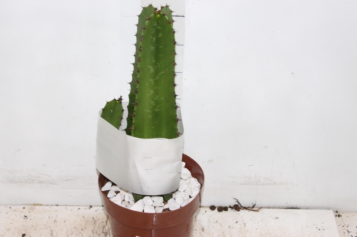 <h4>CACTUS EUPHORBIA MANDACARU P17</h4>