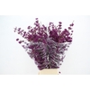 CALLICARPA BOD PROFU 130CM