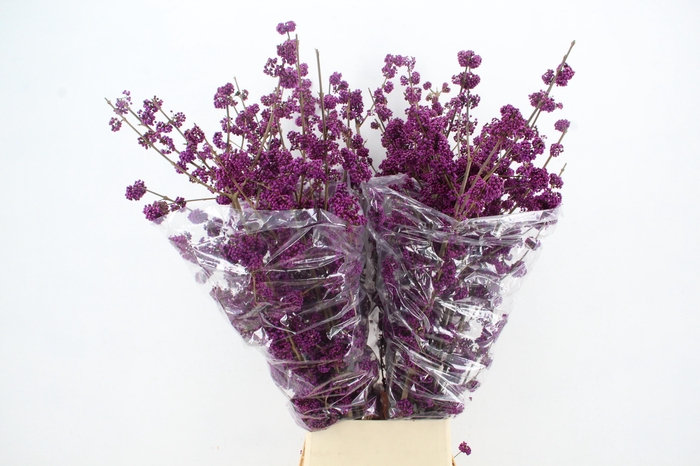 CALLICARPA BOD PROFU 130CM