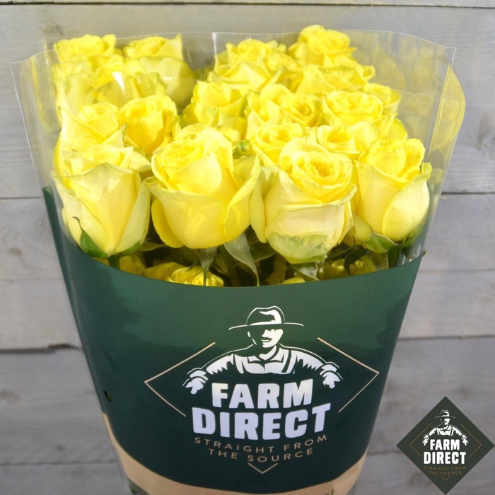 <h4>R Gr Hummer</h4>