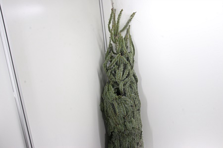 <h4>Zz Kerstboom Nordman 230cm</h4>