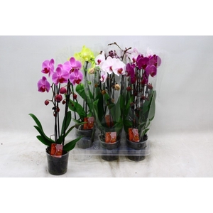 PHAL EL CASCADE