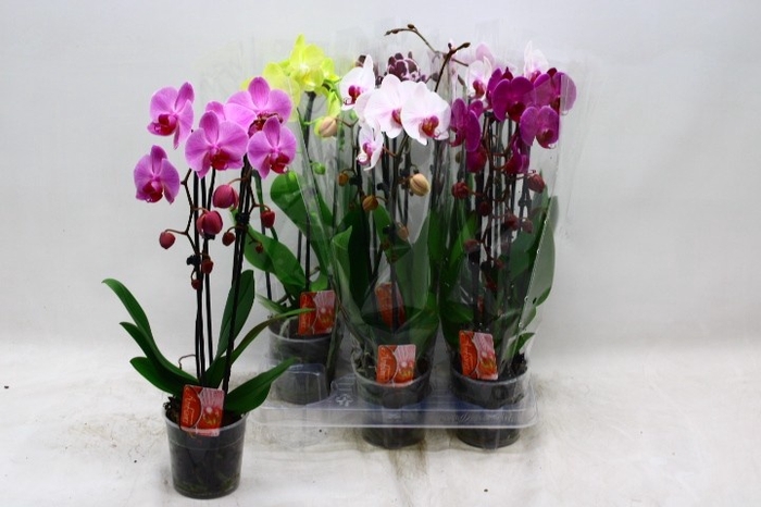 <h4>PHAL EL CASCADE</h4>