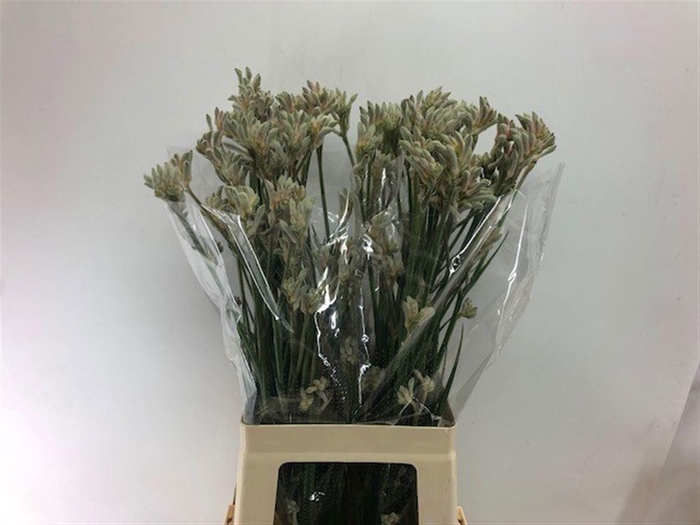 <h4>ANIGOZANTHOS  'BUSH DIAMOND'</h4>