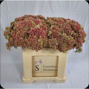 SEDUM SPECTABILE