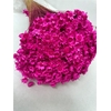 Dried Glixia Fuchsia