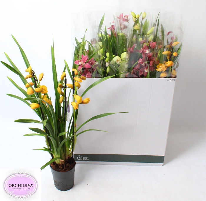 <h4>CYMB GEMENGD</h4>